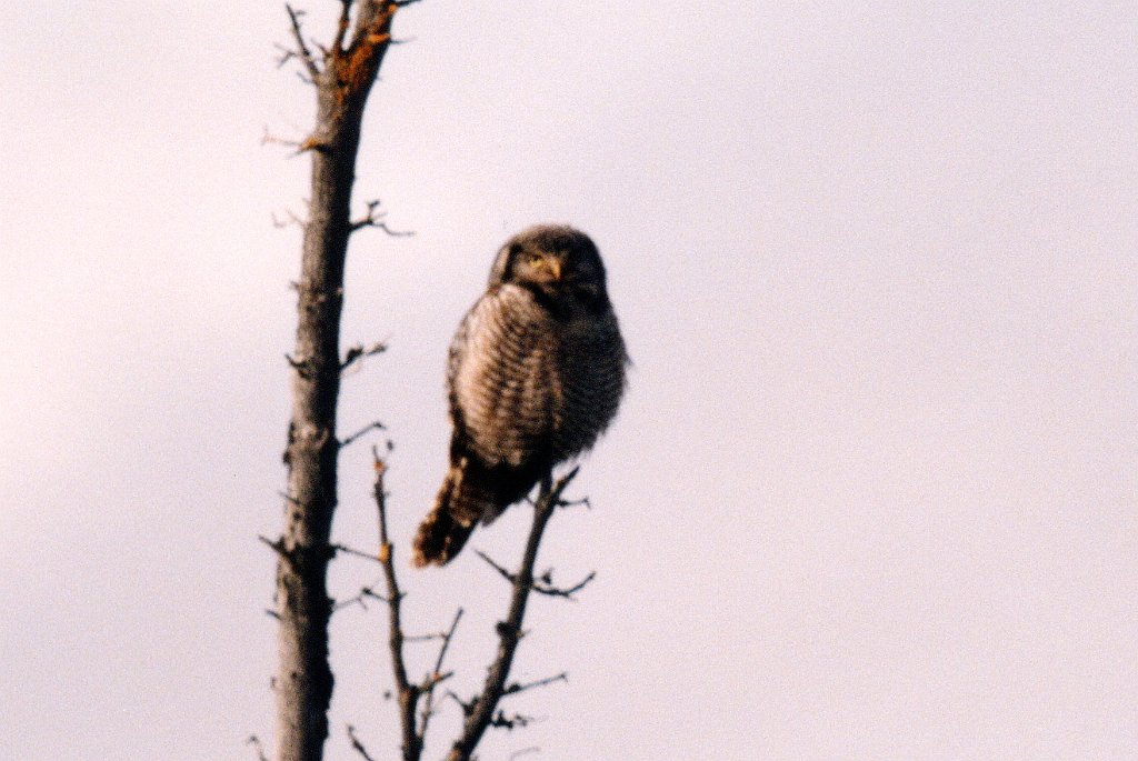 Owl, Hawkowl, BL09P59I02.jpg - Northern Hawk Owl